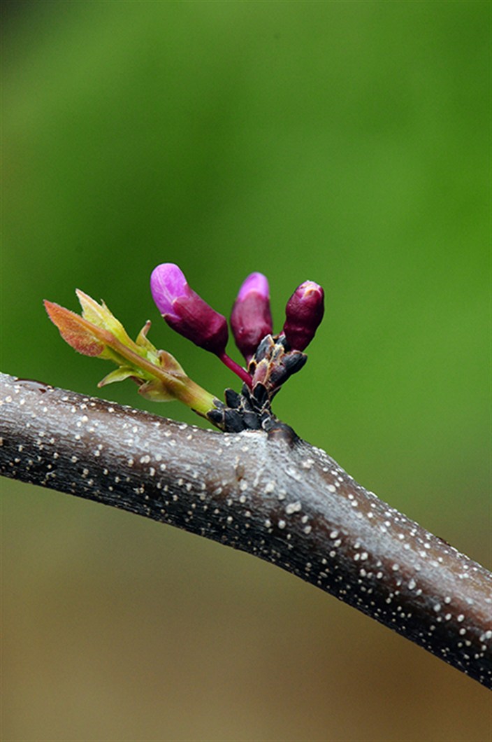 Redbud1180.jpg