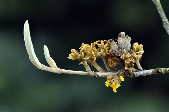 Witchhazel6645.jpg